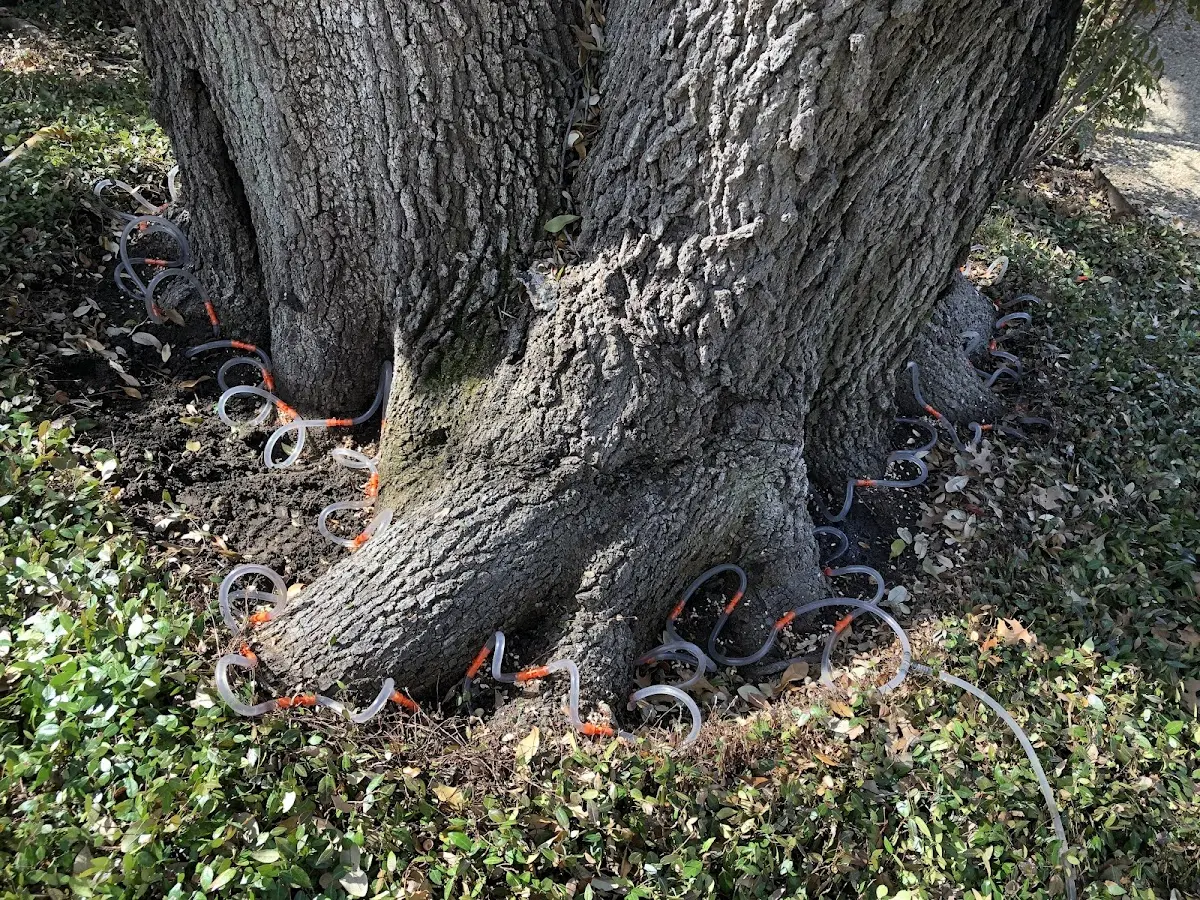 Detailed Tree Cabling and Bracing job site in Osmond
